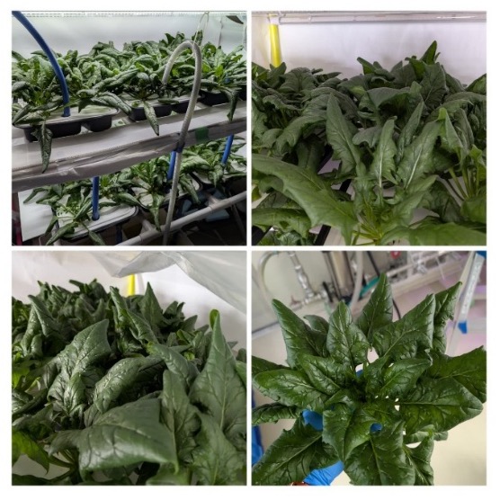Spinach grown in a fully controlled environment .jpg